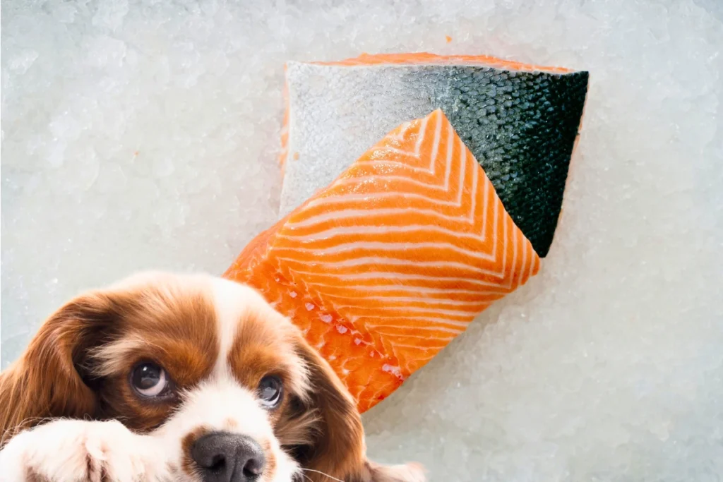 Cachorro Pode Comer Salmão