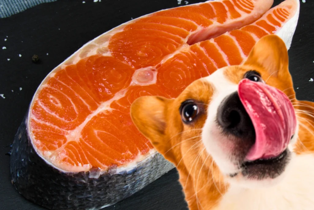 Cachorro Pode Comer Salmão