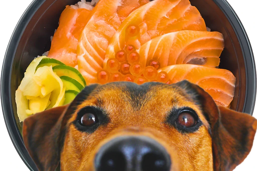 Cachorro Pode Comer Salmão