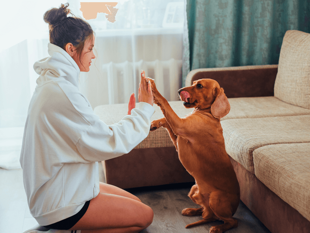 100 Nomes para Cachorro Fêmea