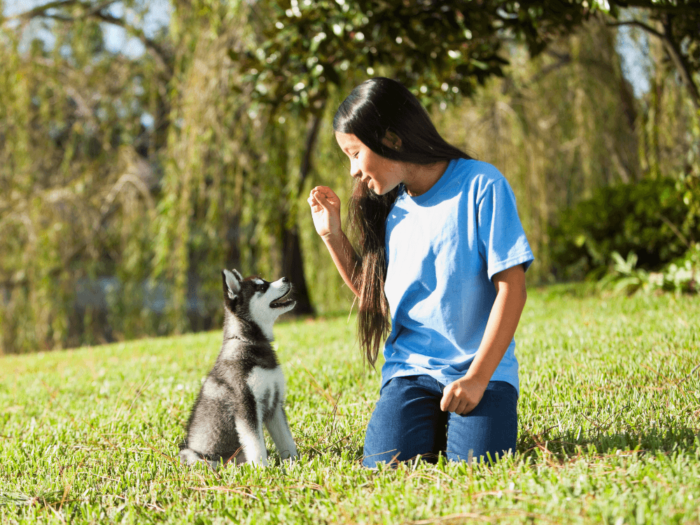 Como Adestrar Cachorro Filhote