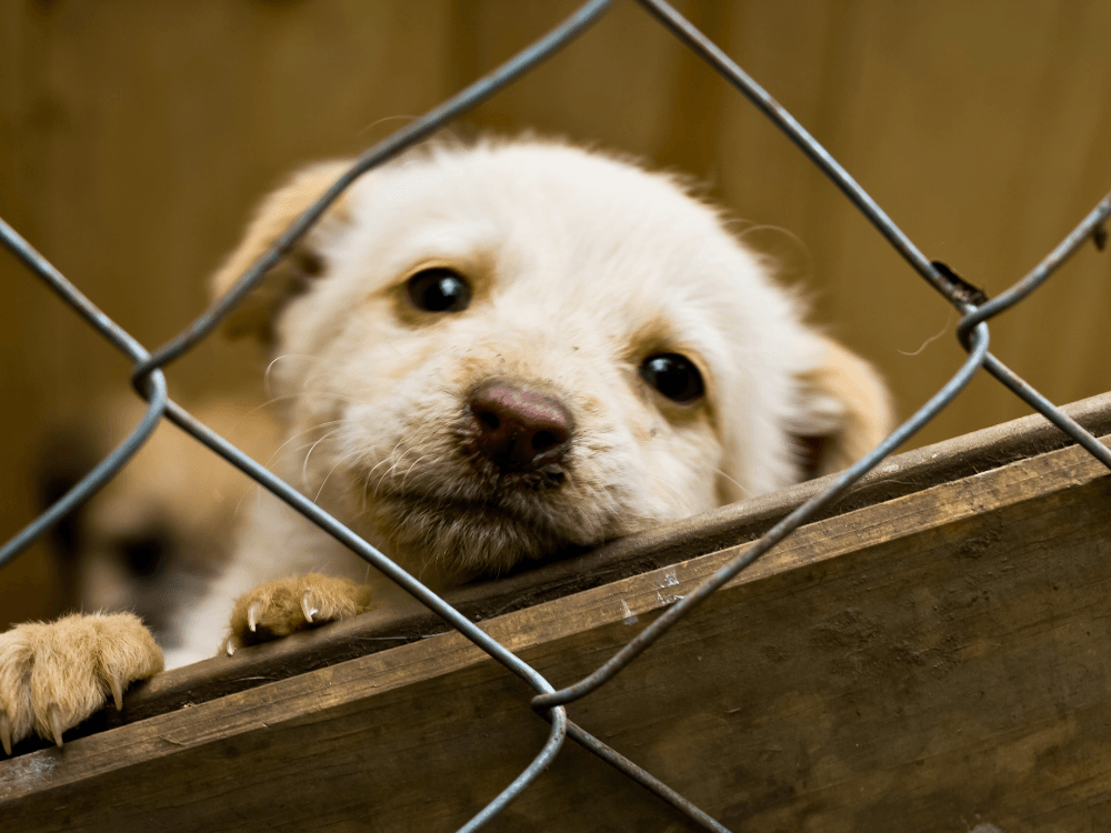 Adoção de Cachorros
