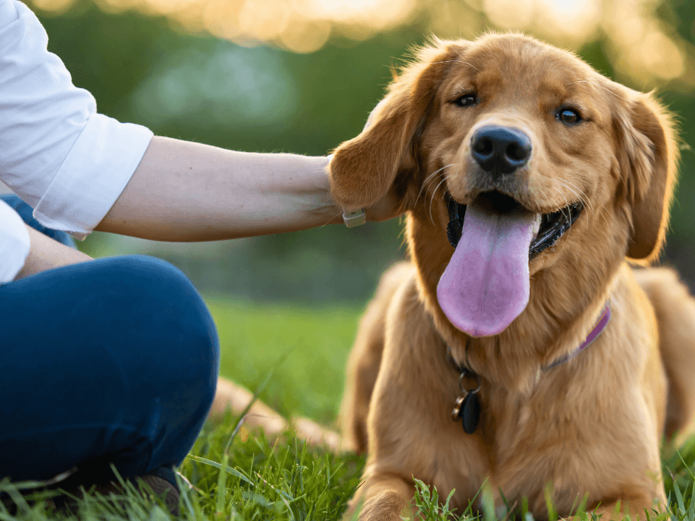 Dia Mundial do Cachorro 26 de Agosto