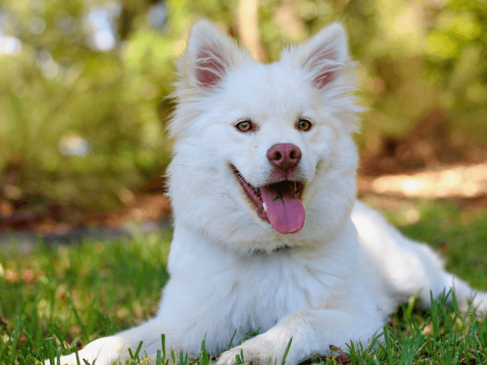 Sonhar com Cachorro Branco