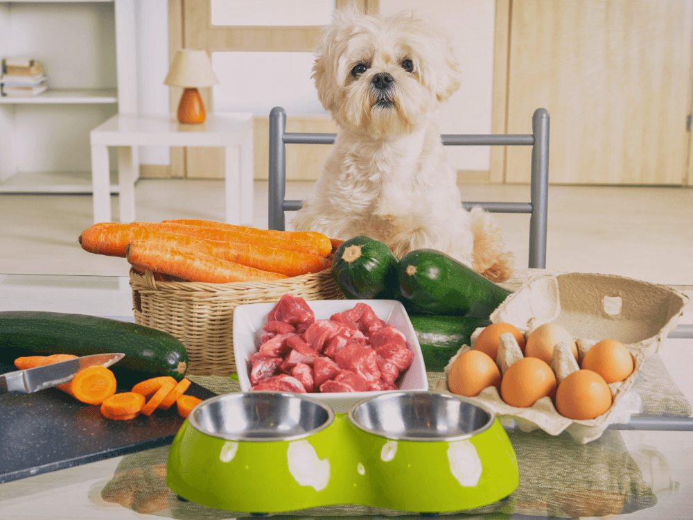 40 Alimentos que Podem Matar o Cachorro: Proteja Seu Pet