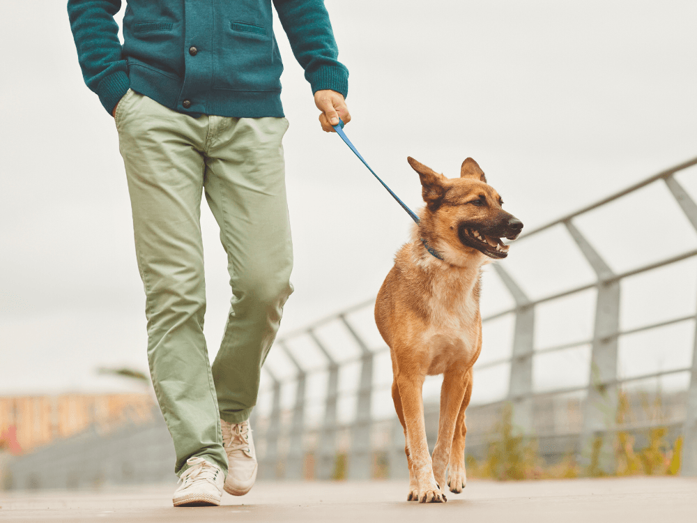 5 motivos para passear com cachorro