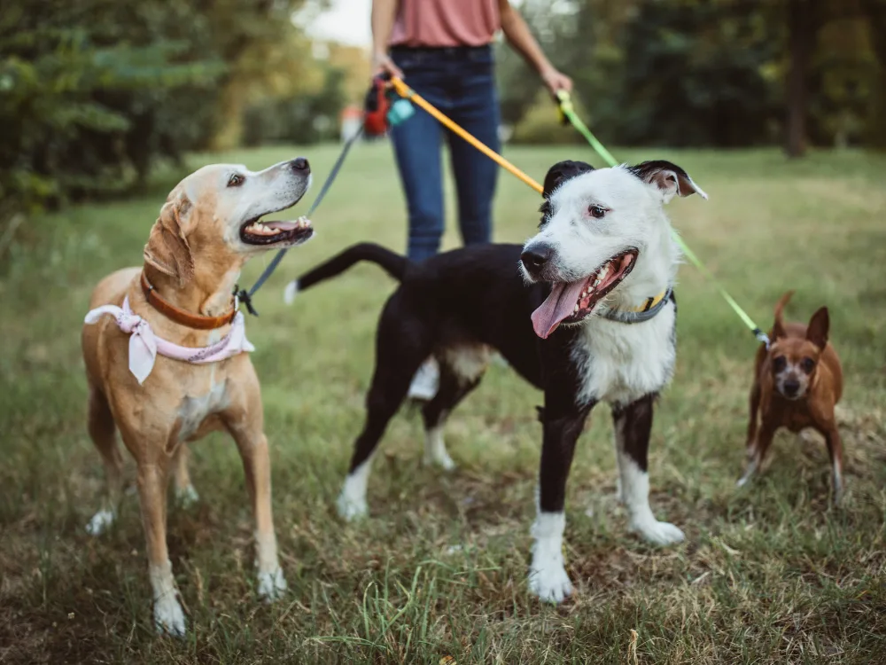 5 motivos para passear com cachorro