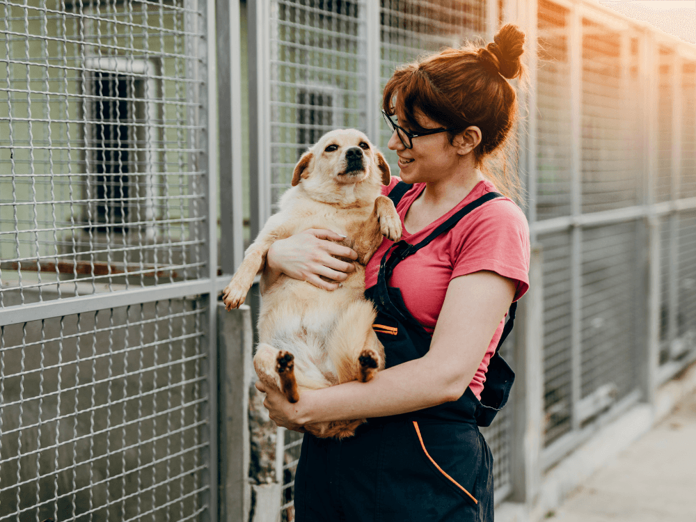 Adoção de Cachorros