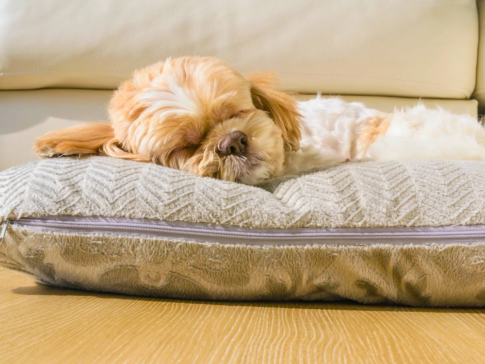 Almofadas para Cachorro