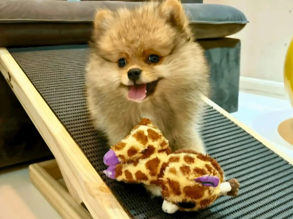 Antiderrapante para Cachorro