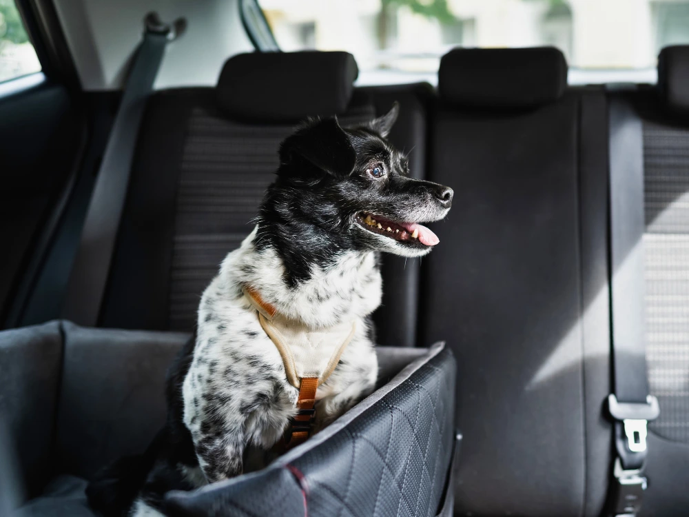 Assento de Carro para Cachorro