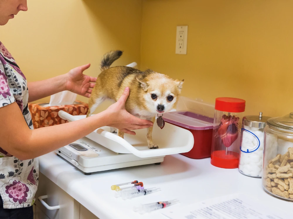 Balança para Cachorro