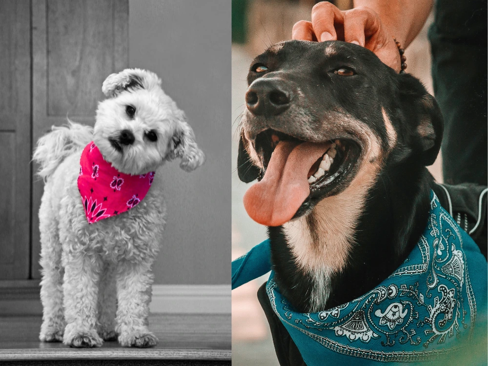 Bandana para Cachorro