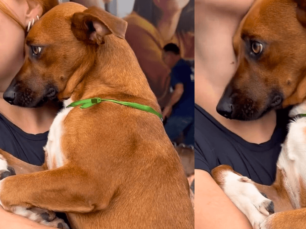 Cachorrinha Laís