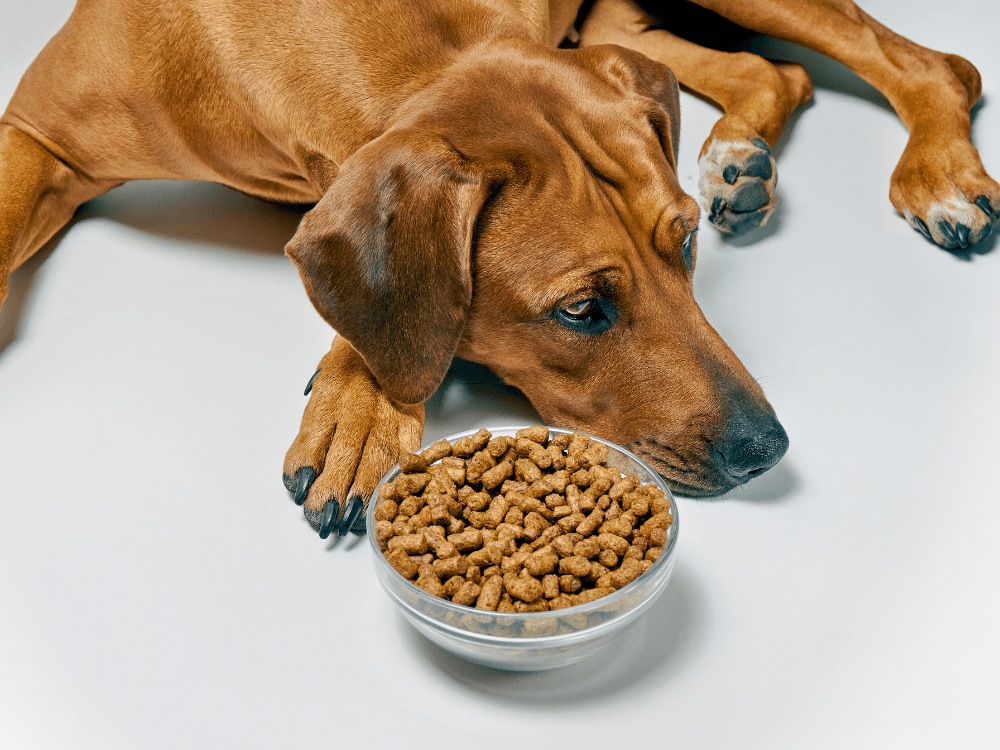 Cachorro com gastrite pode comer ração