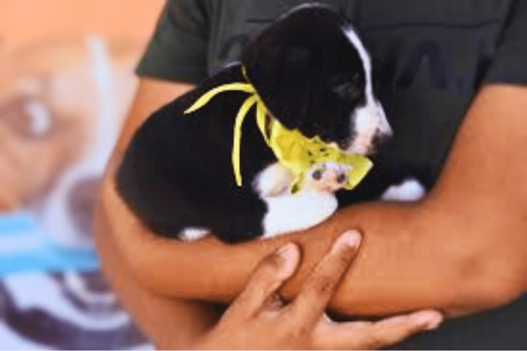 Cachorro para Adoção2