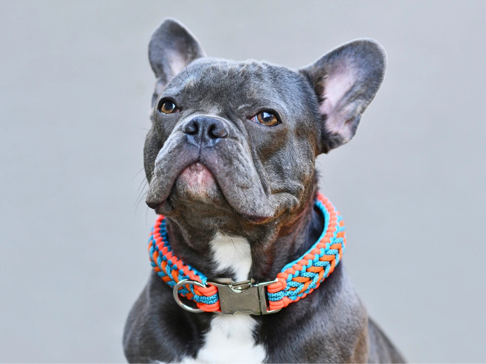 Coleira para Cachorro