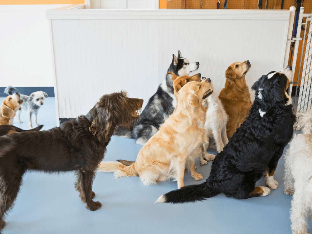 Creche para Cachorros