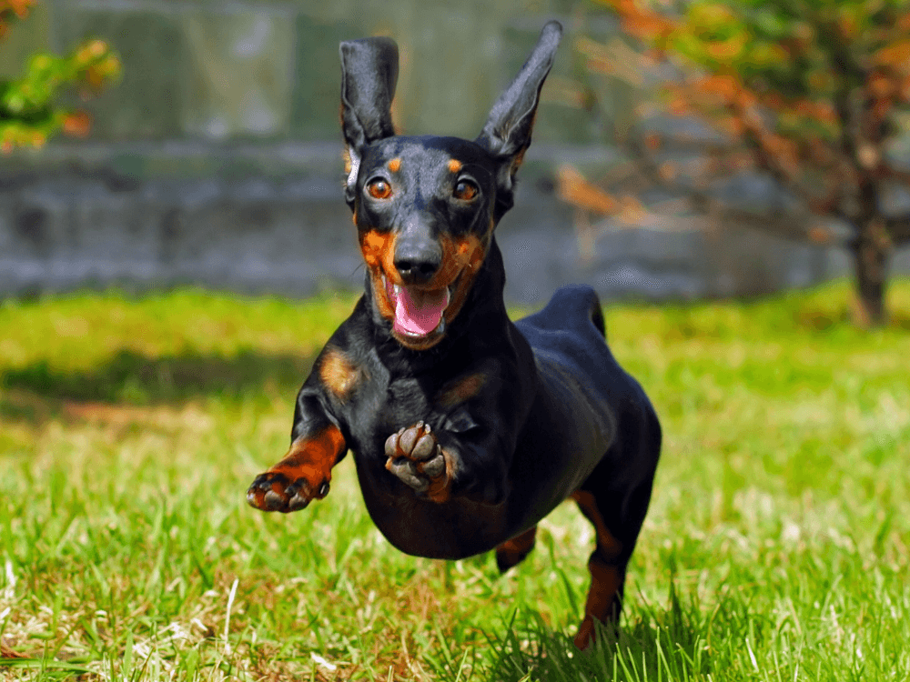 Dia Mundial do Cachorro 26 de Agosto