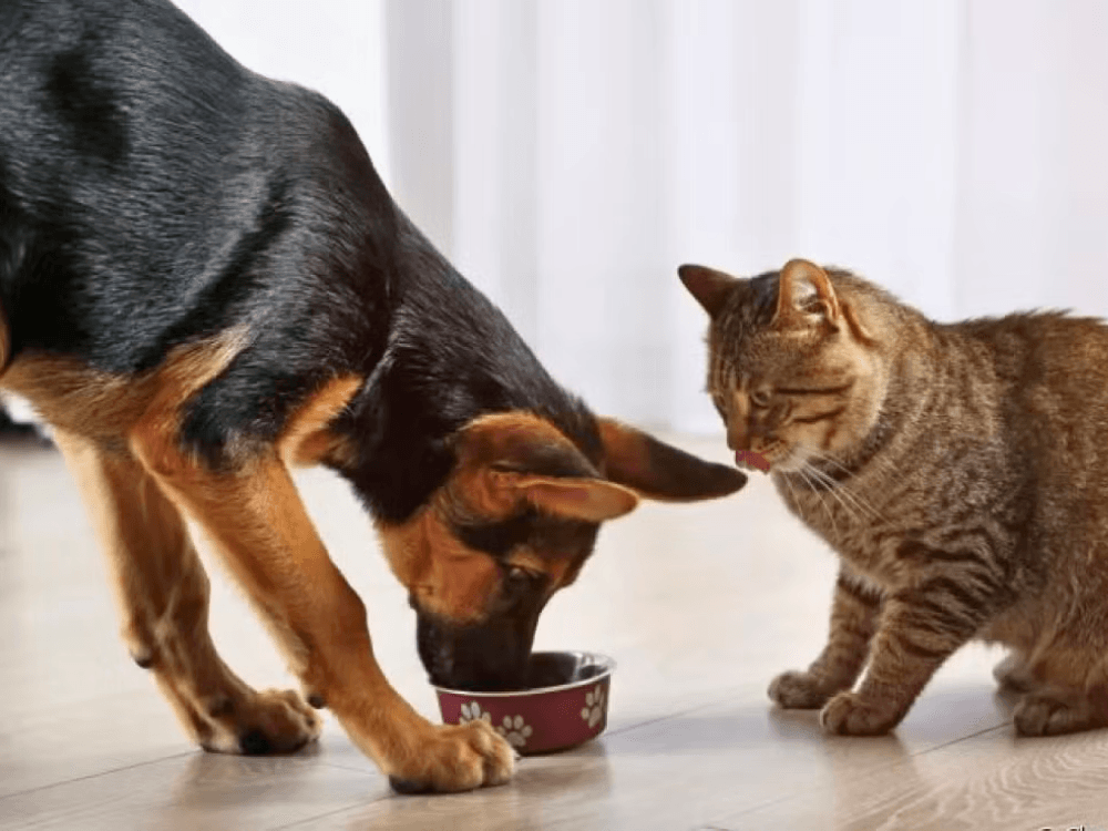 Posso Dar Ração de Gato para Cachorro? Entenda as Diferenças e Riscos