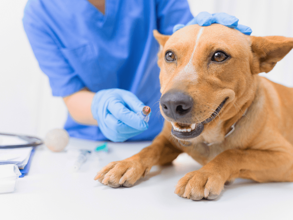 Primeira Vacina do Cachorro: Tudo o Que Você Precisa Saber