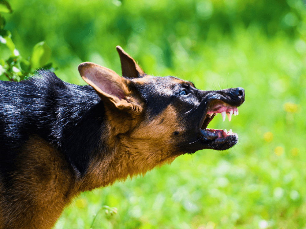 O Que Significa Sonhar com Cachorros Atacando? Entenda os Sinais do Seu Subconsciente