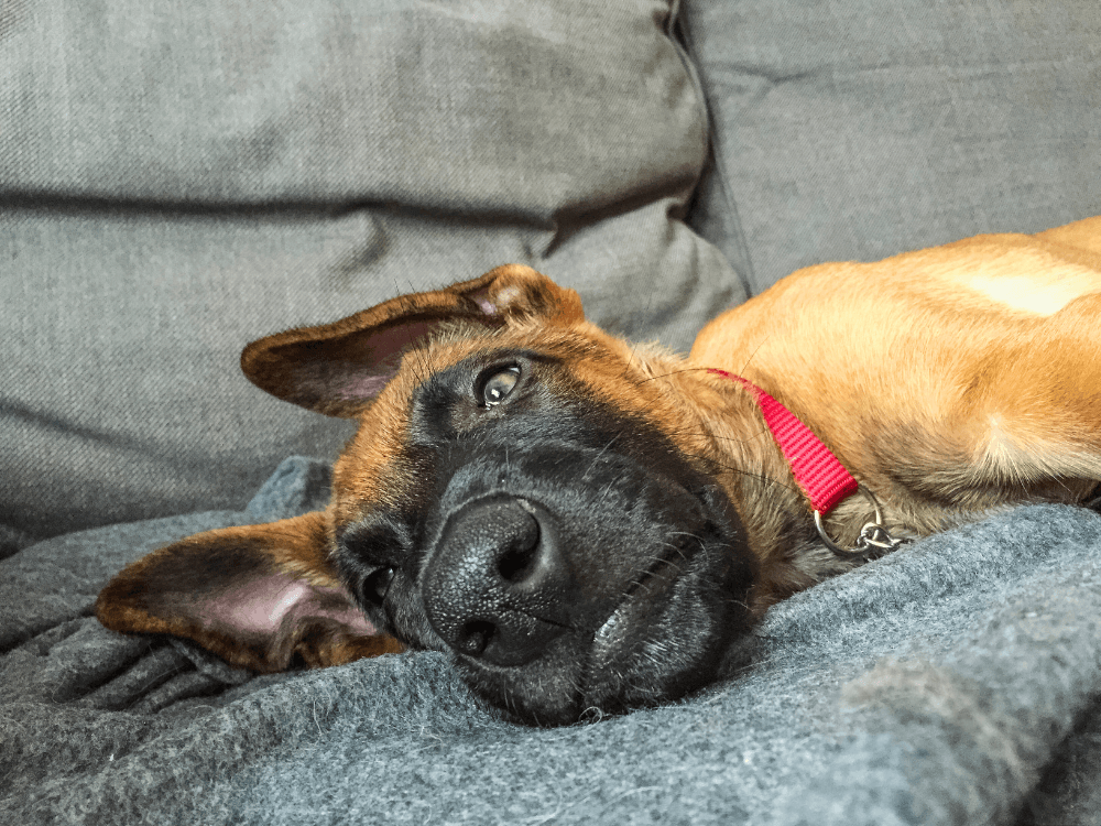 foto de cachorro engraçado cansado