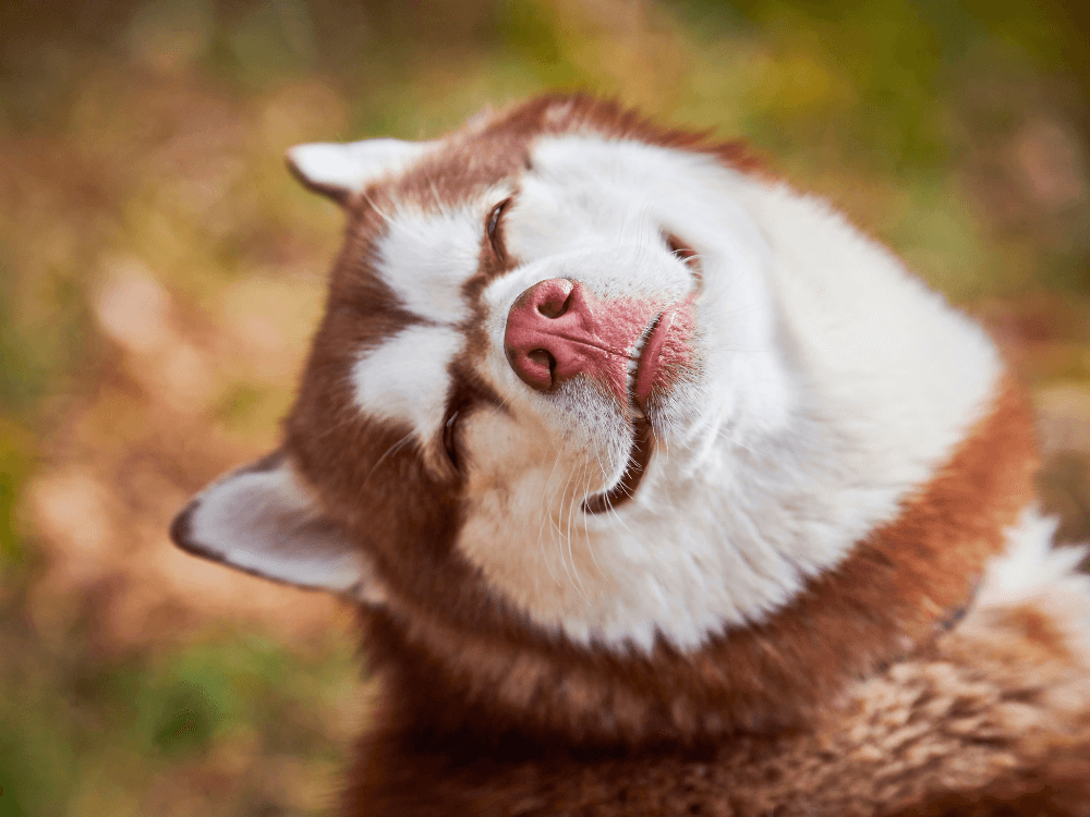 foto de cachorro engraçado cara de bobo