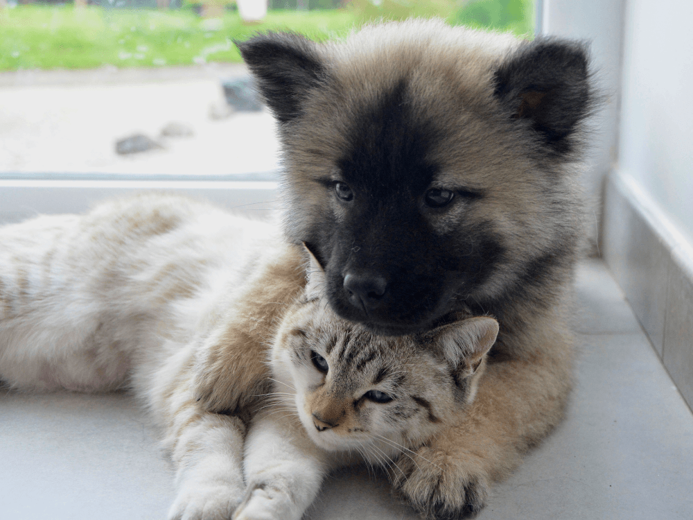 foto de cachorro engraçado com gato