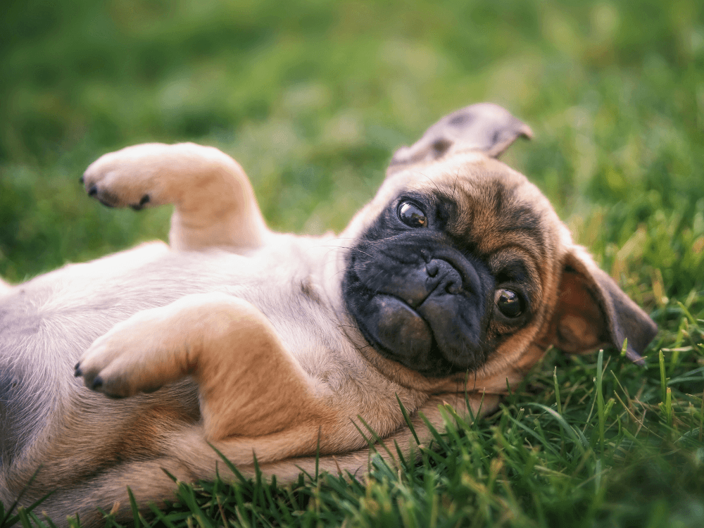 foto de cachorro engraçado deitado