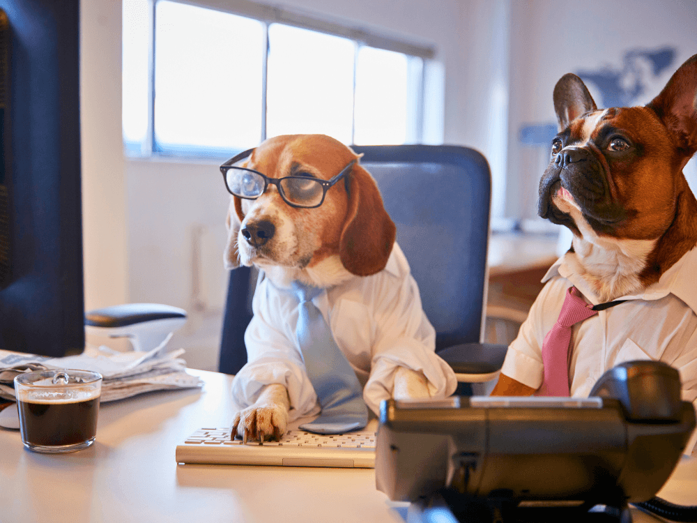 foto de cachorro engraçado em reunião