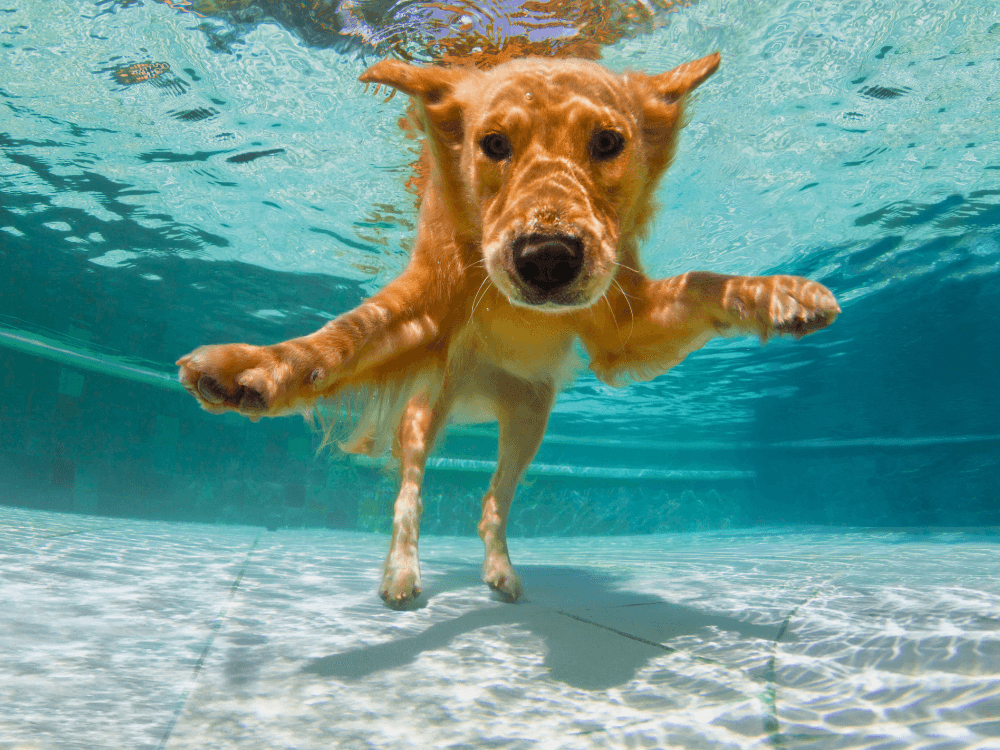 foto de cachorro engraçado nadando