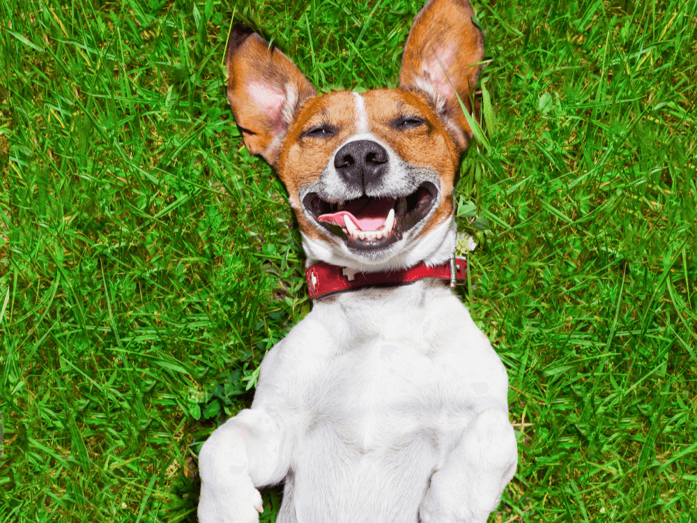 foto de cachorro engraçado rindo