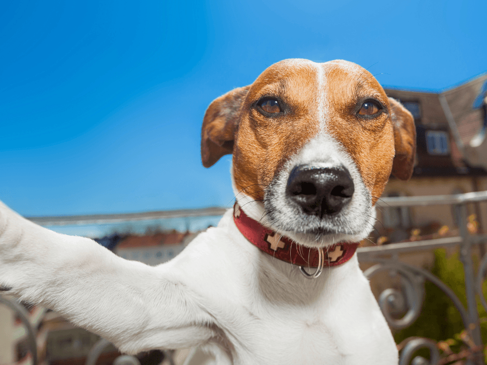 foto de cachorro engraçado tirando self