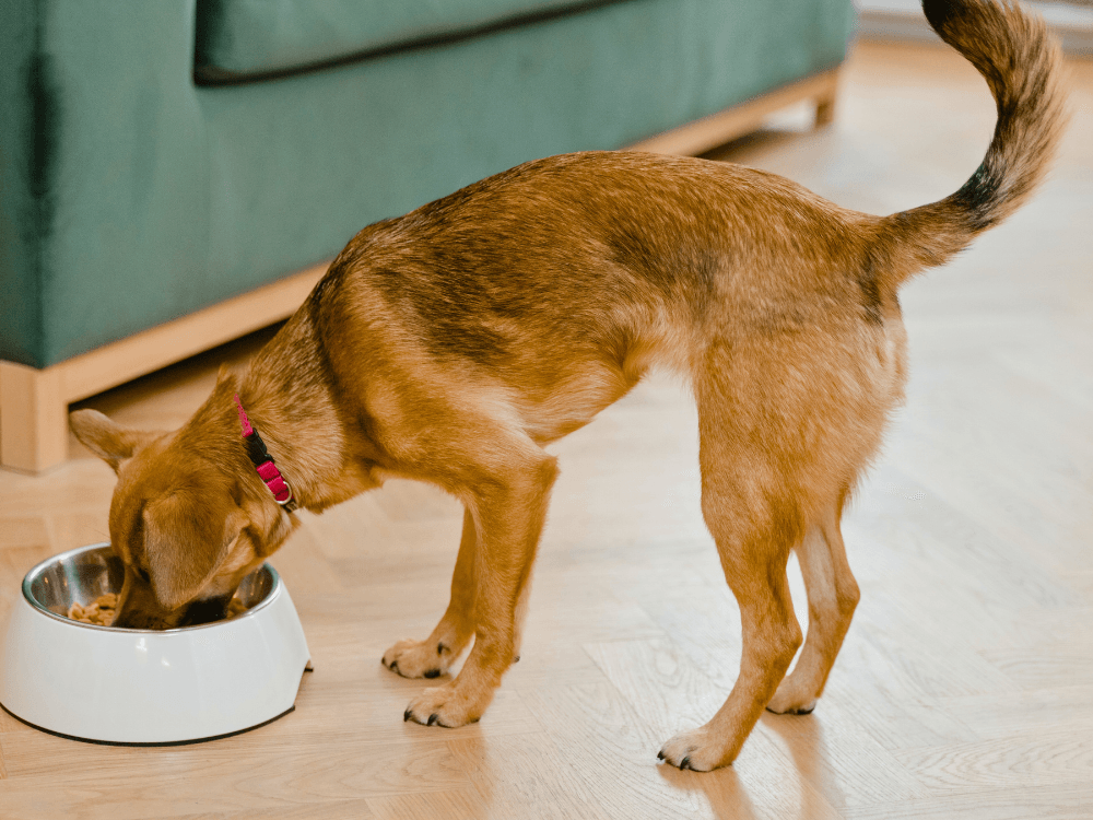 Alimentos que Cachorro Pode Comer