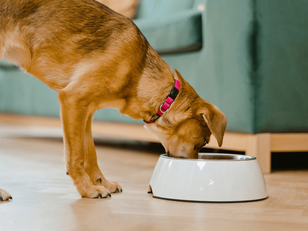 Alimentos que Cachorro Pode Comer