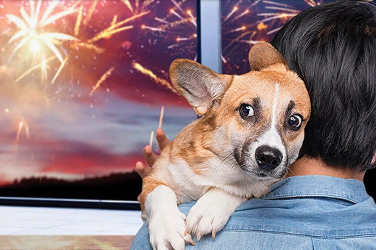 Cachorro Com Medo de Fogos