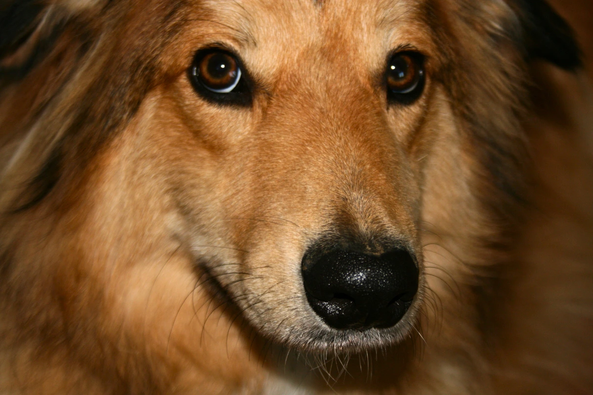 Cachorro Empolado o que Fazer