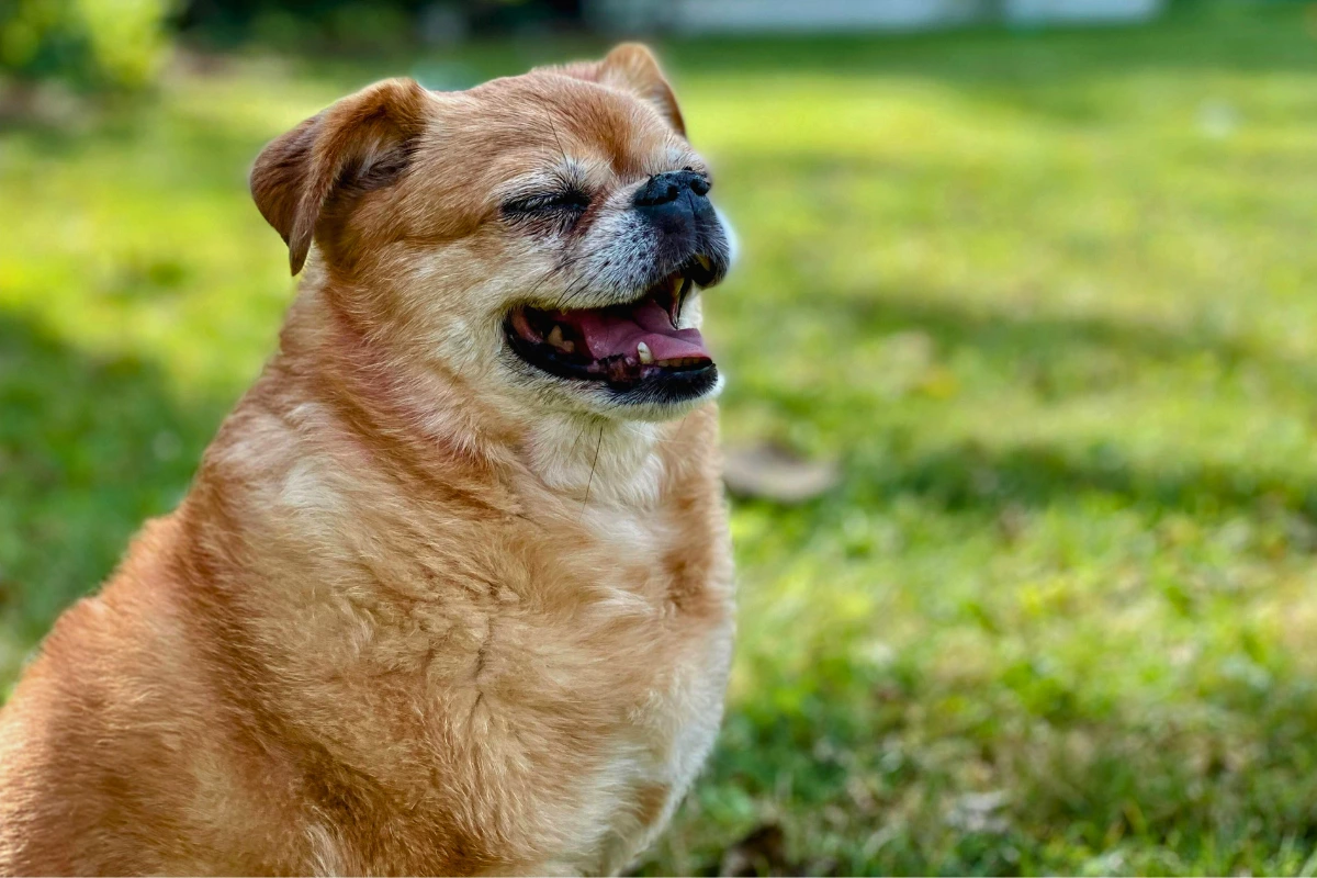 Cachorro Ficando Cego o que Fazer