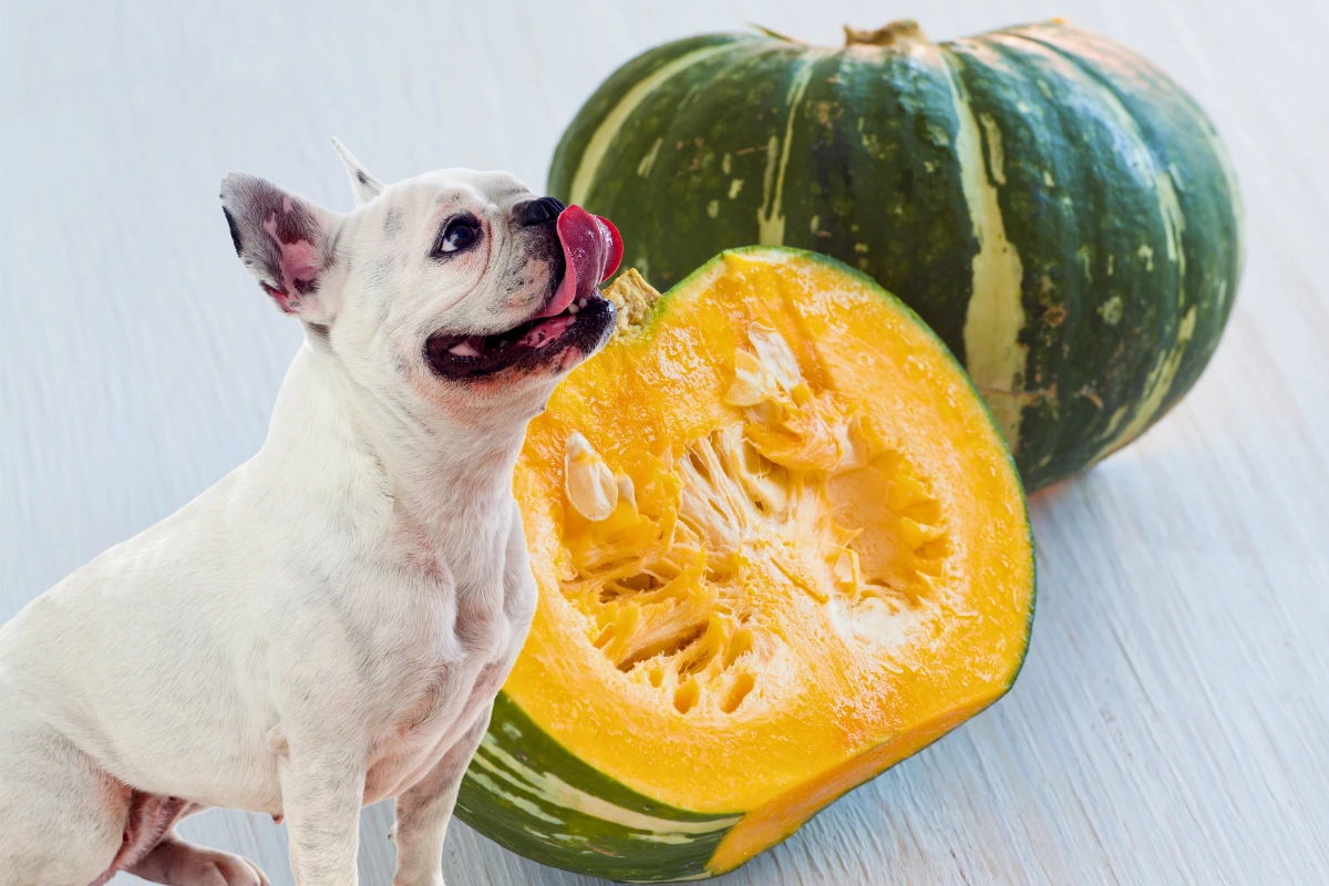 Cachorro Pode Comer Abóbora