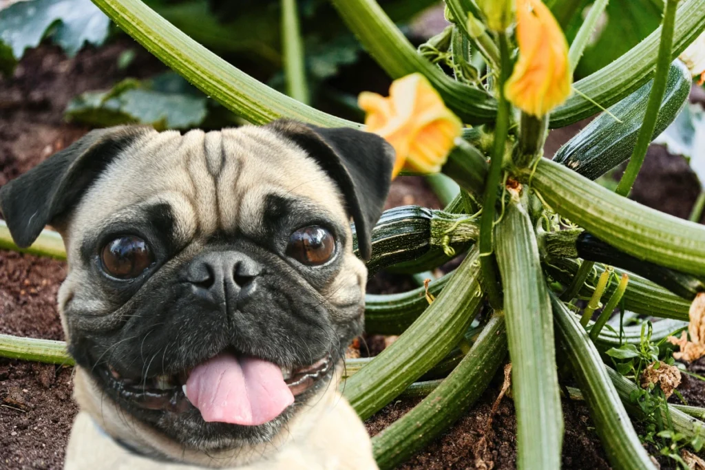 Cachorro Pode Comer Abobrinha