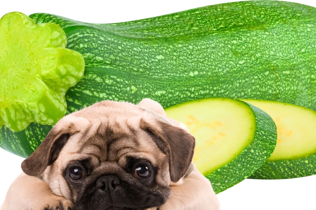 Cachorro Pode Comer Abobrinha