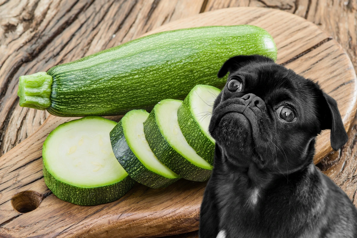 Cachorro Pode Comer Abobrinha