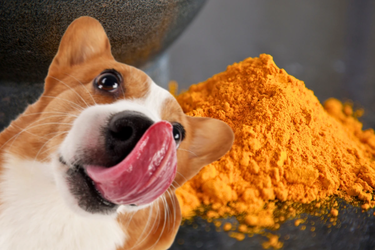 Cachorro Pode Comer Açafrão