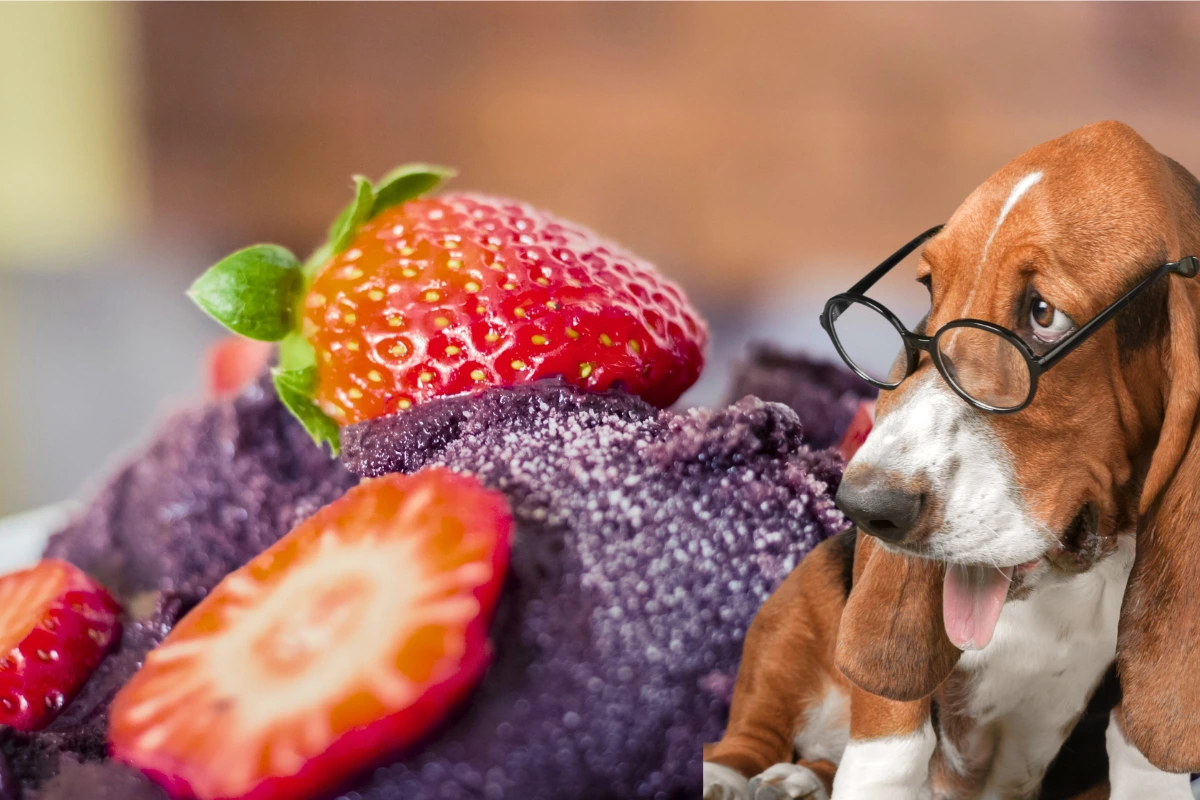 Cachorro Pode Comer Açaí