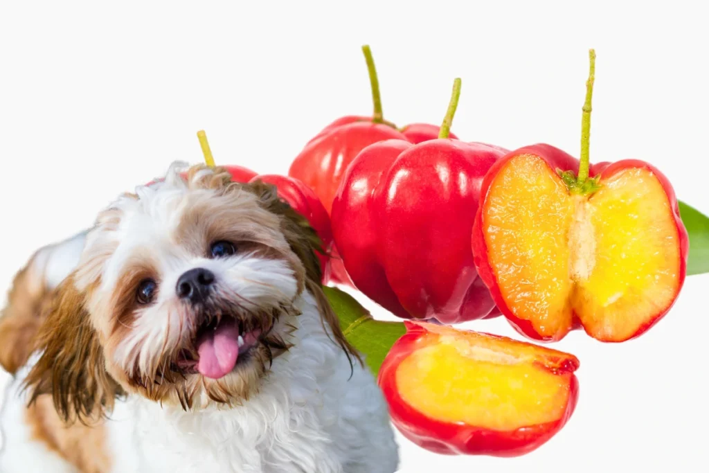 Cachorro Pode Comer Acerola