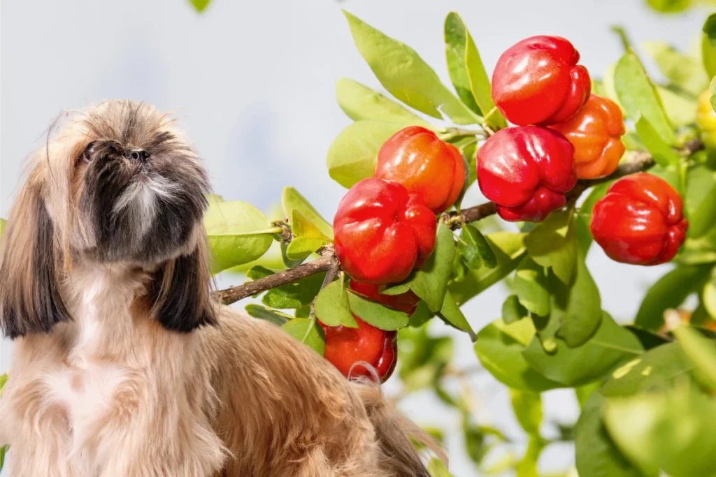 Cachorro Pode Comer Acerola