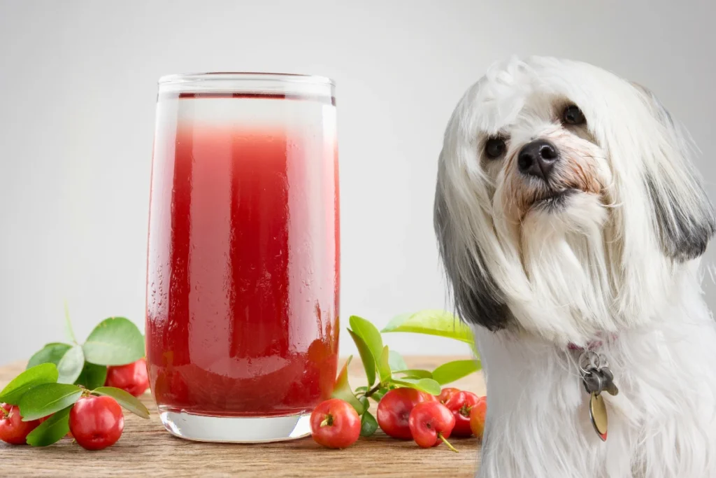 Cachorro Pode Comer Acerola