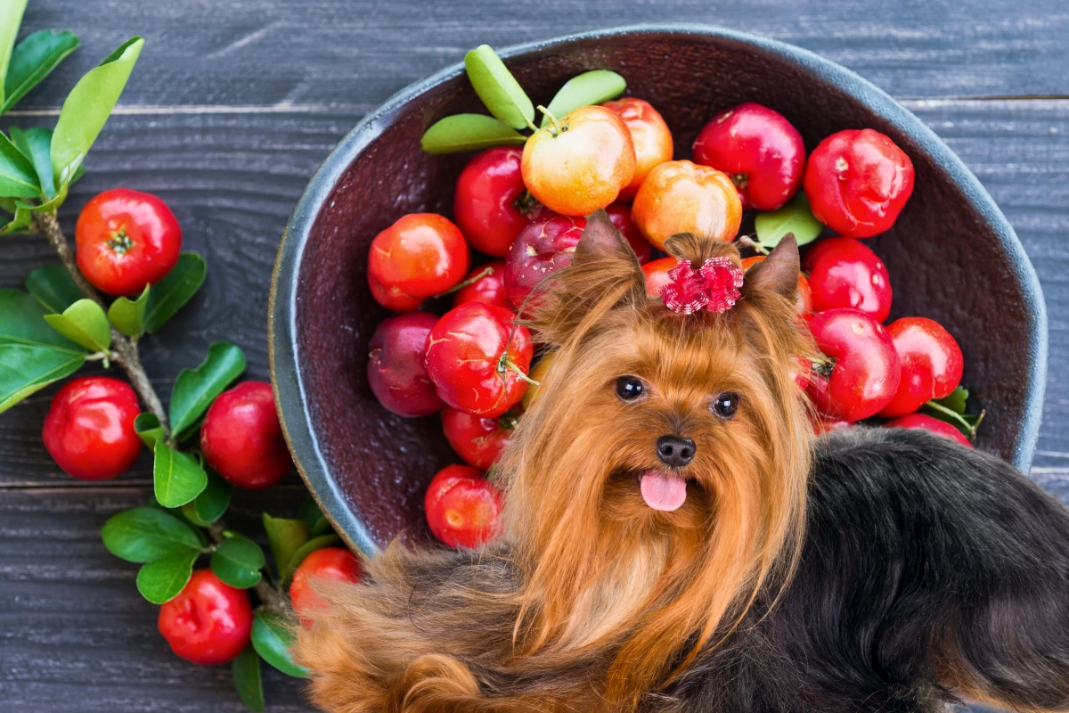 Cachorro Pode Comer Acerola