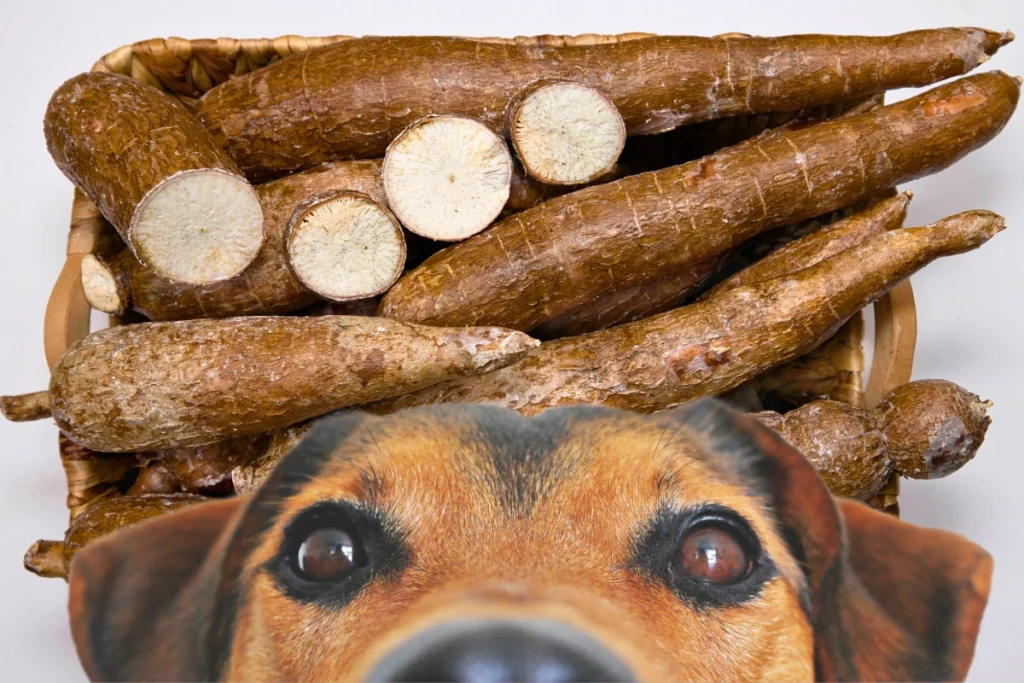 Cachorro Pode Comer Aipim